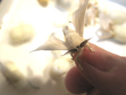 silk moth portrait